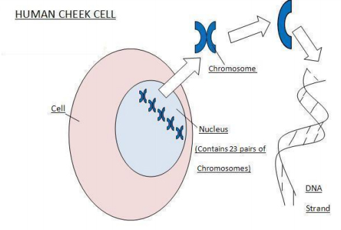 Diagram showing human cell and chromosomes